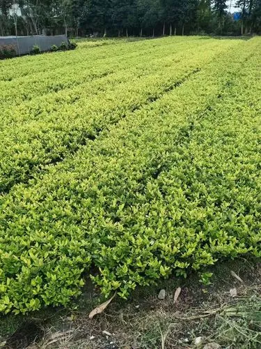 保定城市绿化护栏规范